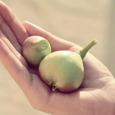 Villa Boo Premium Living